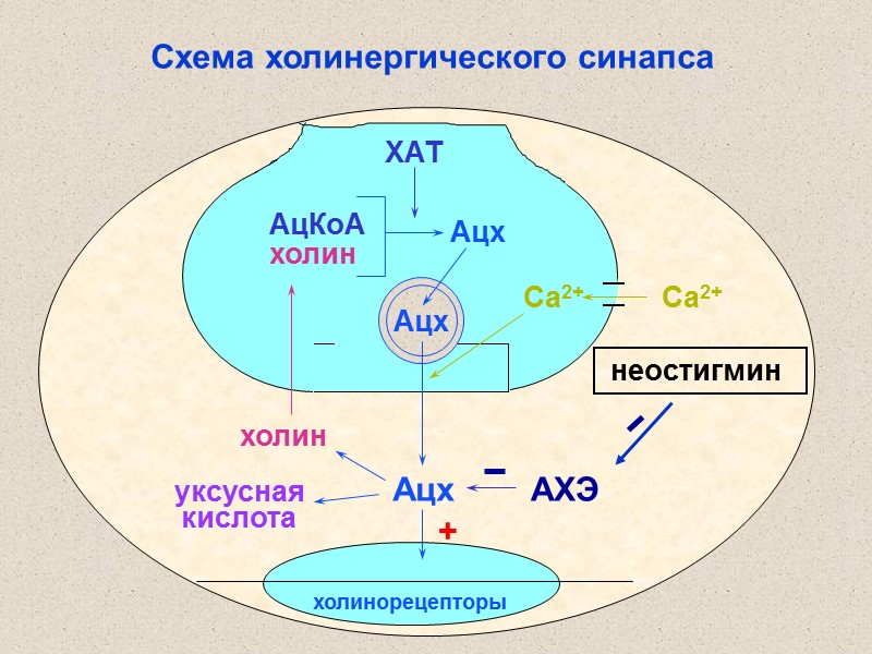 холинорецепторы Схема холинергического синапса ХАТ АцКоА Ацх Ацх Ацх холин уксусная кислота АХЭ холин